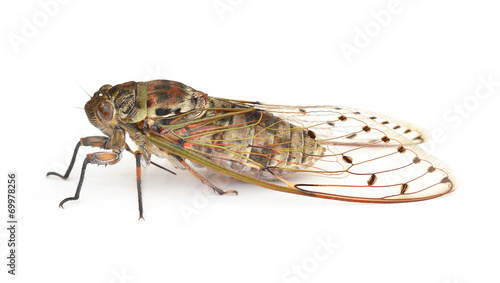 fly isolated on white background © anatchant
