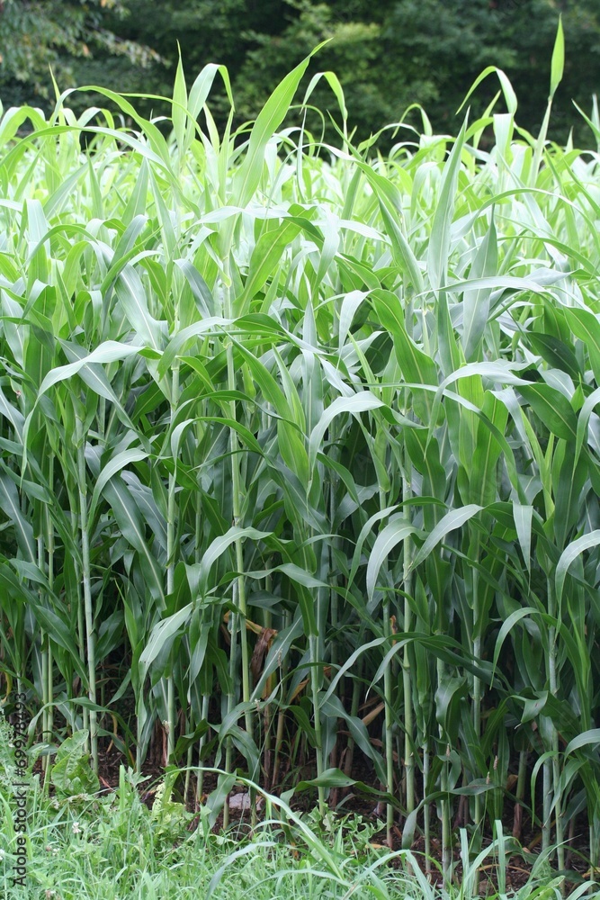 campo di sorgo per foraggio campo di sorgo per foraggio