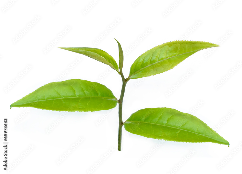 Green tea leaf isolated on white background Green tea leaf isolated on white background
