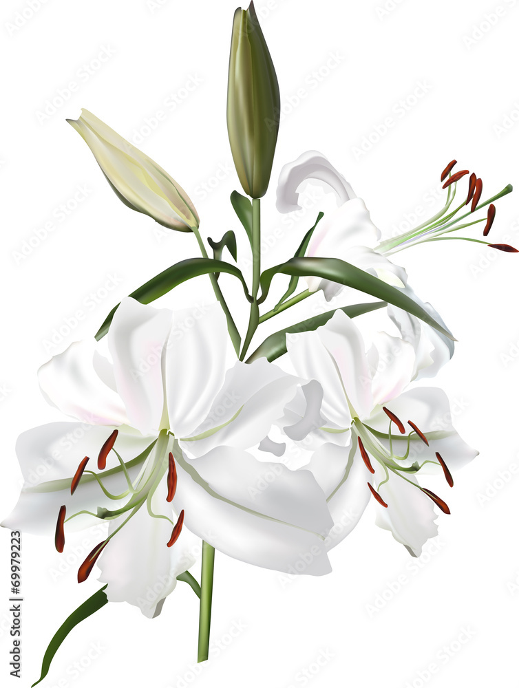 three white lily flowers and twoo buds