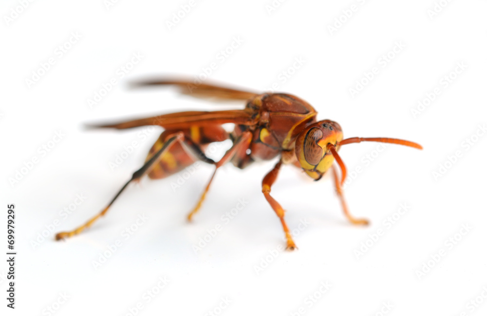 wasp isolated on white background wasp isolated on white background