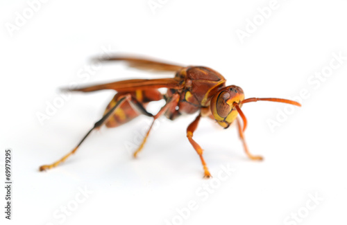 wasp isolated on white background © anatchant