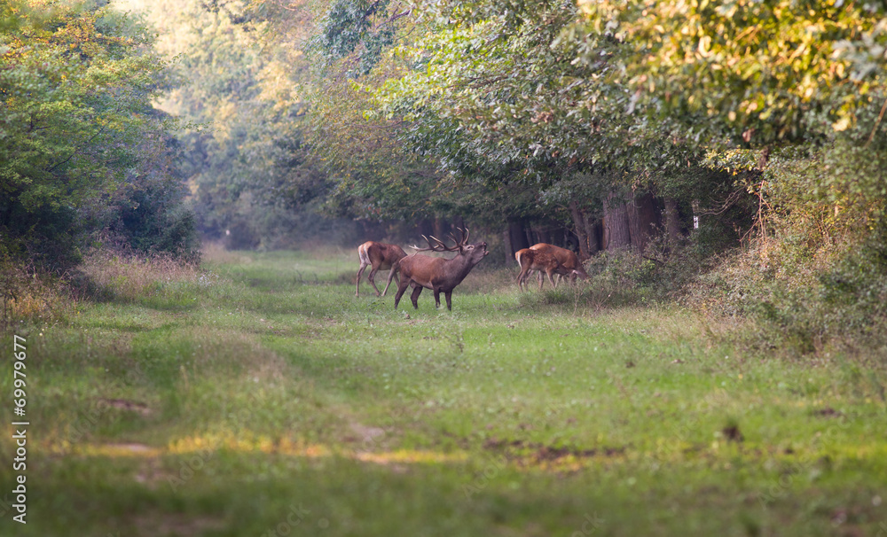 Red deer roaring