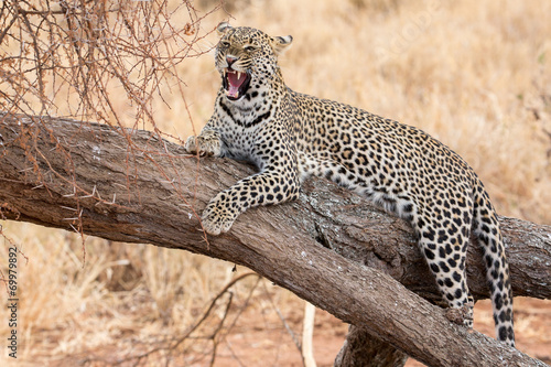 Brüllender Leopard auf Baum