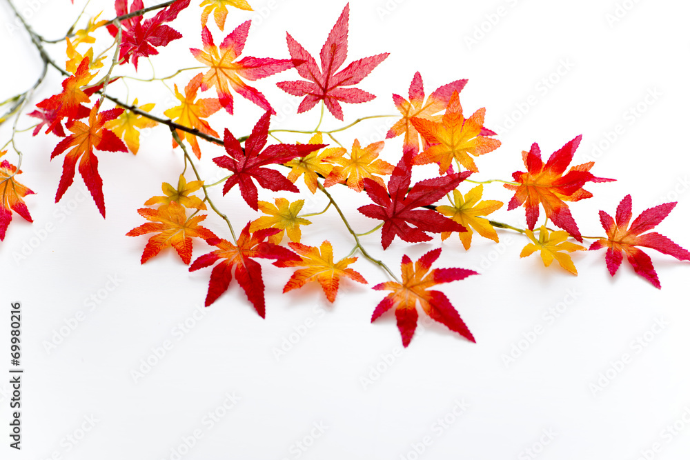 紅葉イメージ 紅葉イメージ