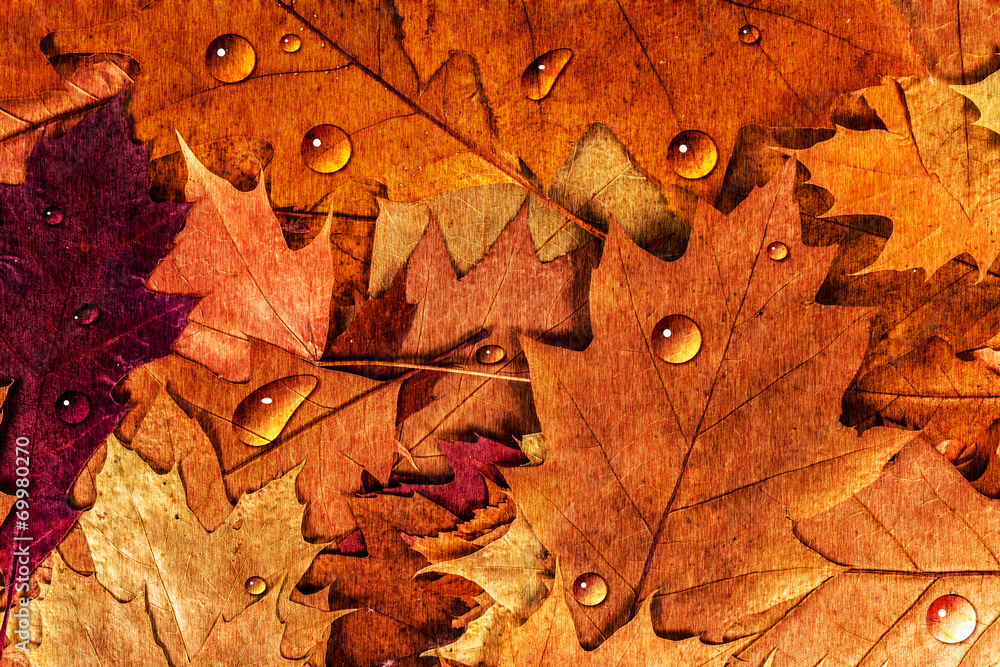 Colorful autumn leaves with drops background