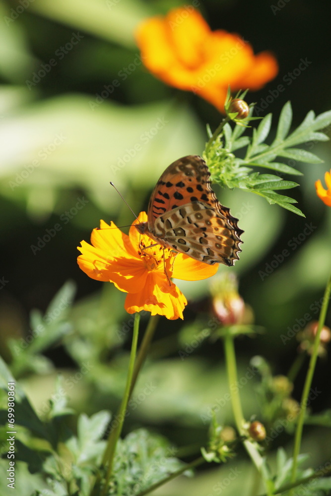 Obraz premium キバナコスモスと蝶