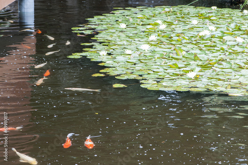 Obraz na plátně in a Japanese koi pond