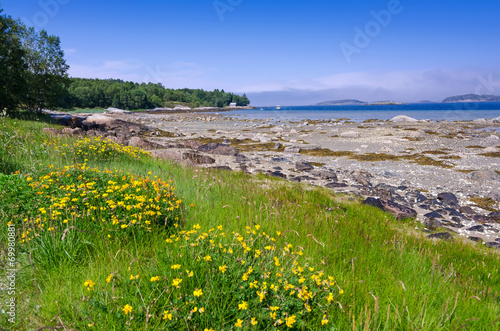 Beautiful summer fauna on Norwegian sea coast