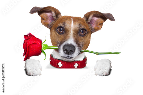 valentines dog © Javier brosch