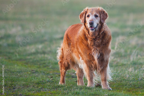 Labrador retriever in park at the sunrise - back lit.