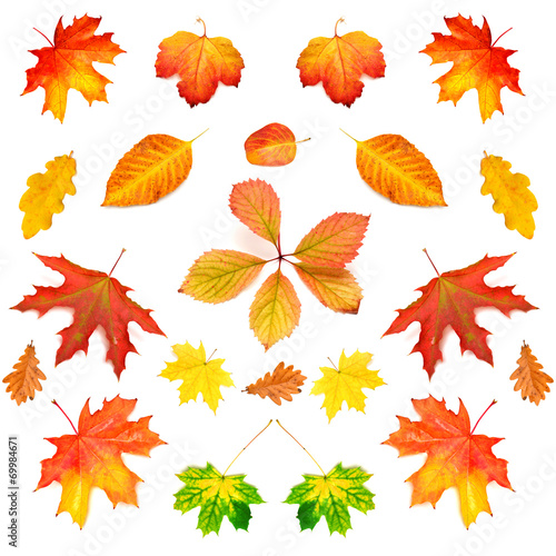 Collection of autumn leaf