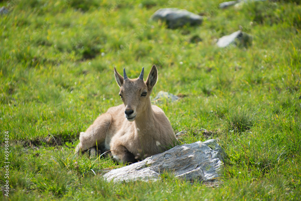 Fototapeta premium West Caucasian tur