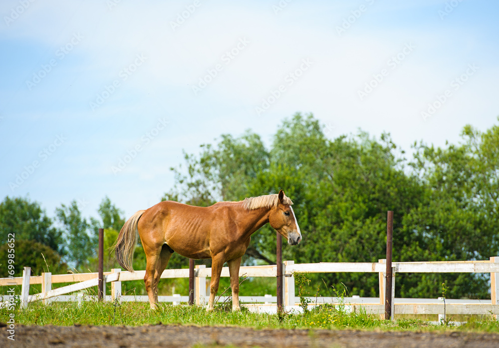 Fototapeta premium Horse in meadow. Summer day