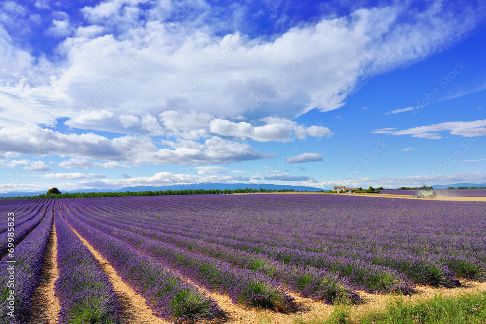 Obraz premium Lavender field