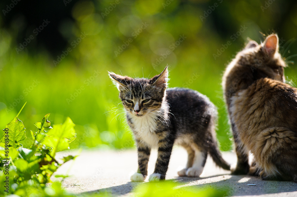 Fototapeta premium Funny cat and kitten