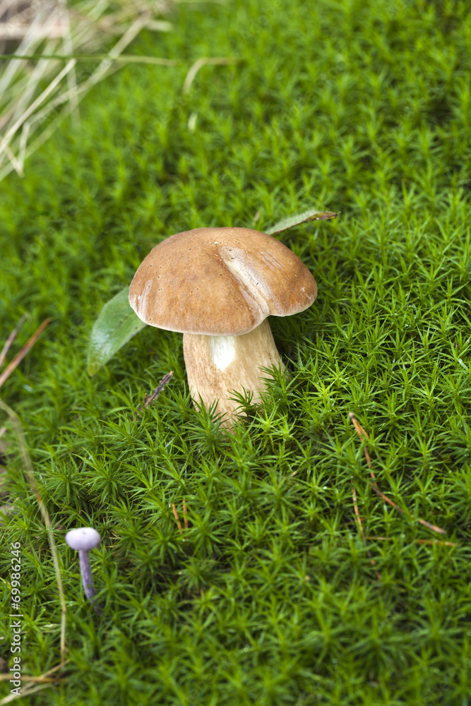 Junger Steinpilz im Moos