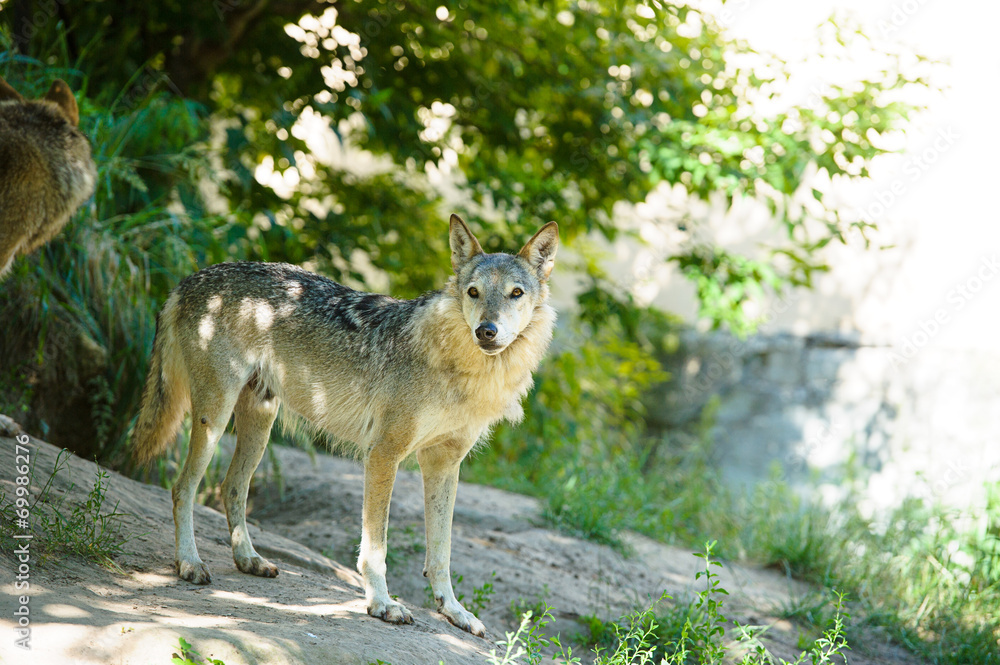 Fototapeta premium Wolf