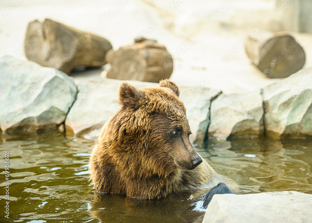 Fototapeta premium Brown bear sitting in the water