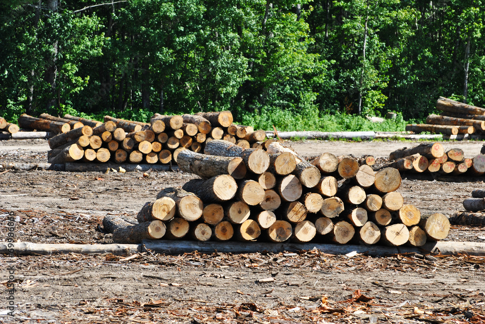 Large Logs Stacked in a Logging Camp Large Logs Stacked in a Logging Camp