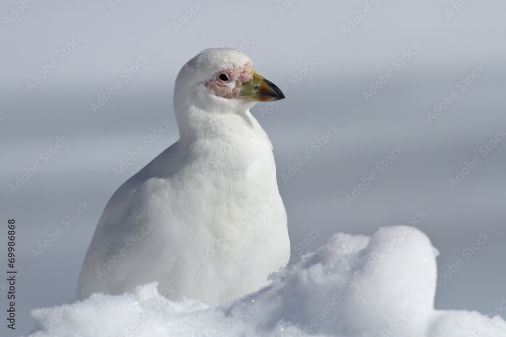 Snowy Sheathbill which sits in the snow Antarctic winter day