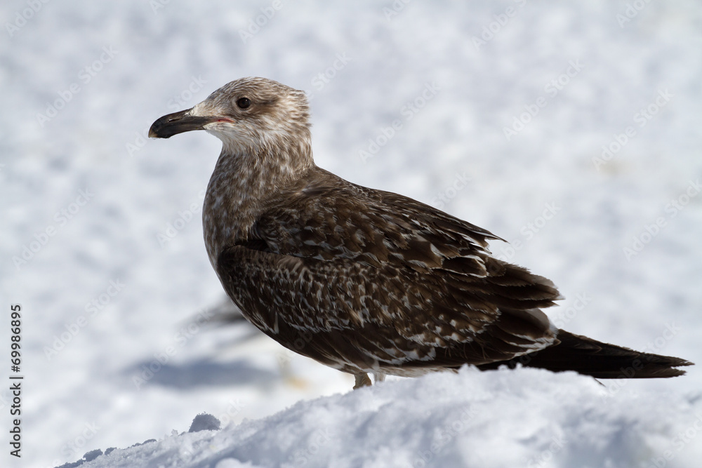 young Dominican gull of snow in Antarctica young Dominican gull of snow in Antarctica