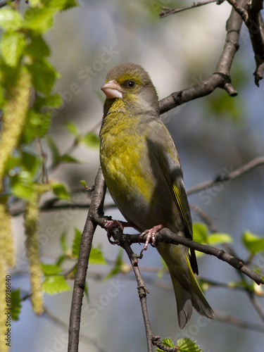 male greenfinches, which sits on a branch of birch spring day © Tarpan
