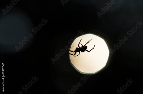 Spider silhouette on a web, profiled on bright sunset photo