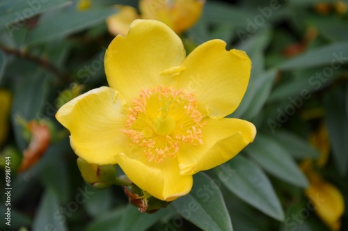 Yellow common rock-rose and leaves