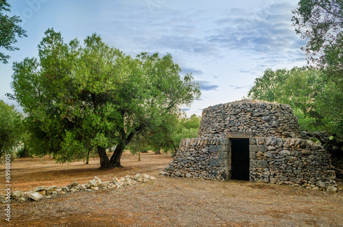 Puglia, old trullo and olive tree