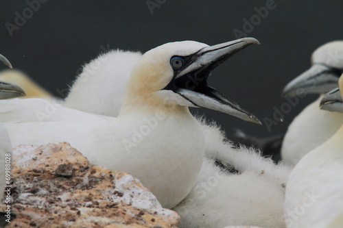 uccello sula bassana helgoland mare del nord isole frisone photo