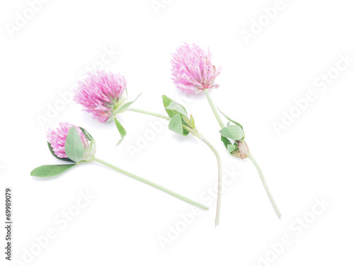 clover flower on a white background