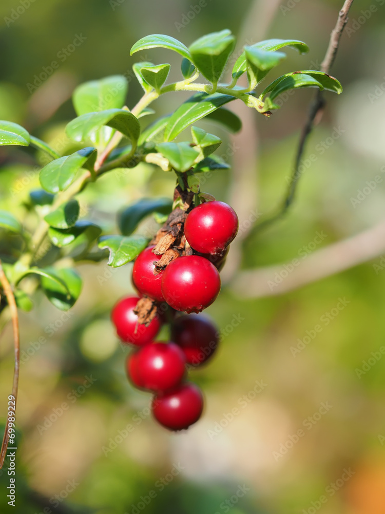 cranberries in the forest