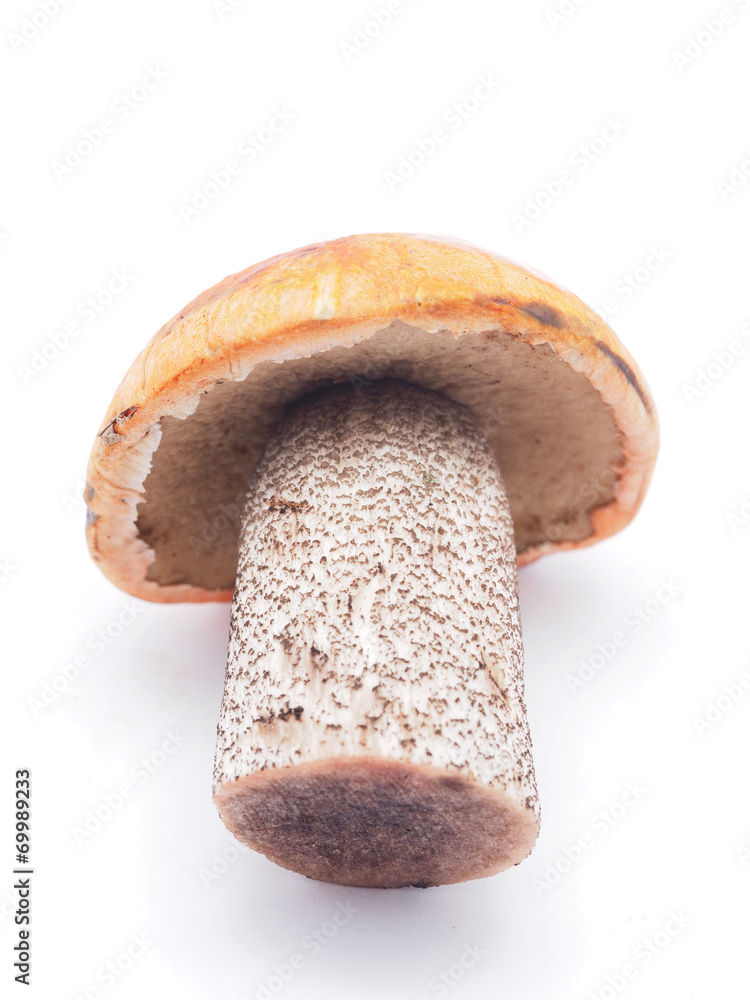 boletus on a white background boletus on a white background
