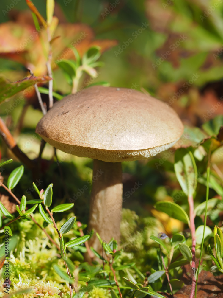 Fall mushroom in the forest Fall mushroom in the forest