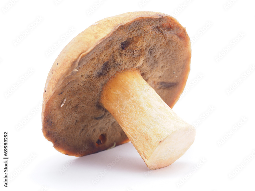 boletus on a white background boletus on a white background