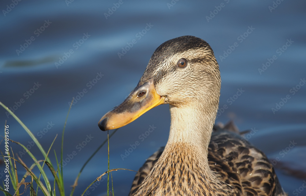 portrait of a duck closeup