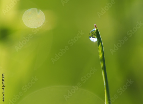 drops on the grass