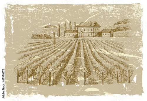 hand drawn wineyard