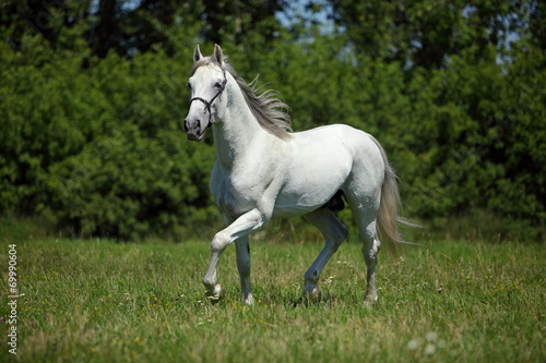 Picture of majestic white horse © horsemen