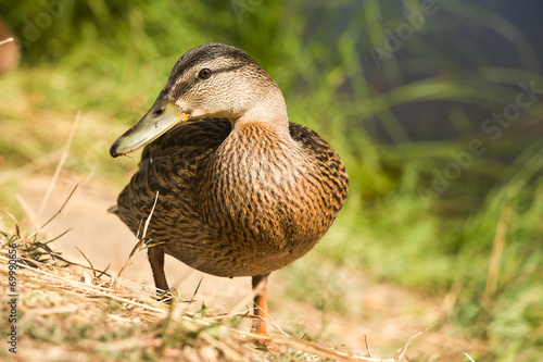 Wild duck