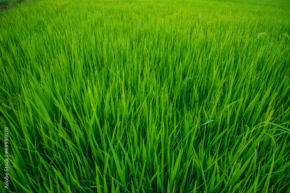 A field A field