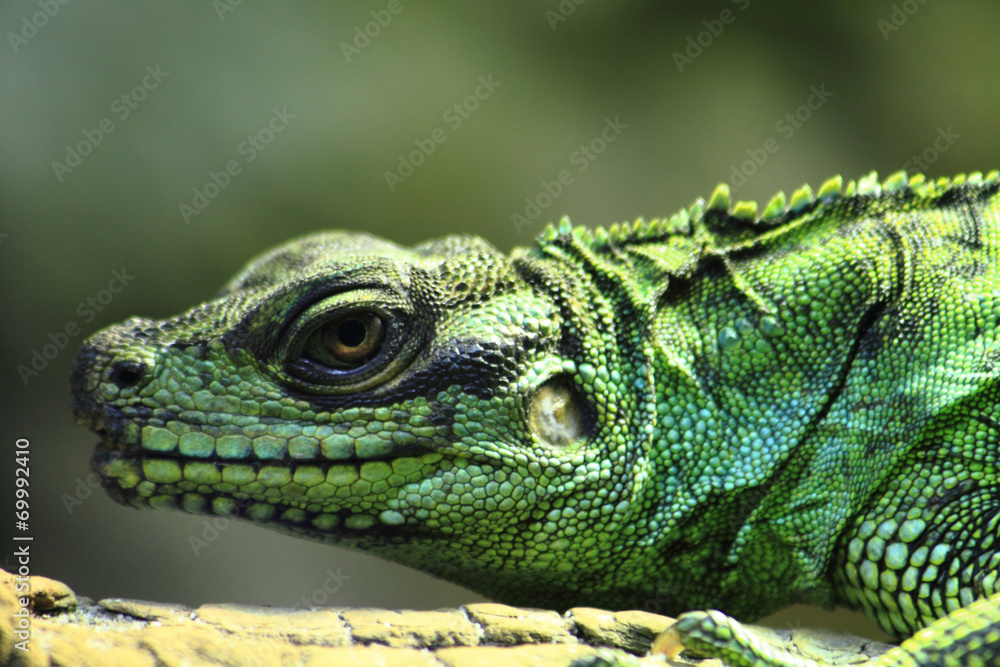 green lizard (dragon)