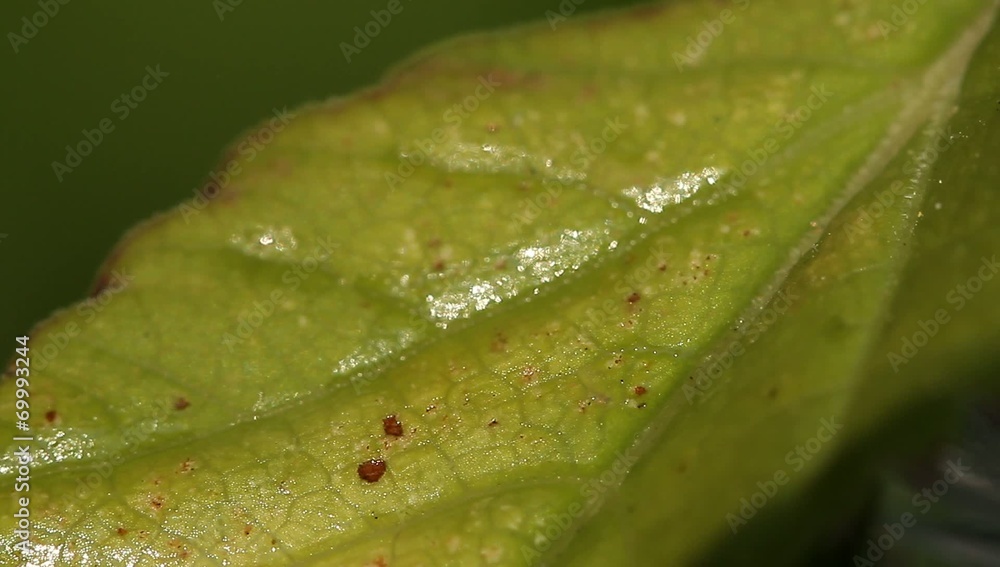 1080p, Macro Of Ants And Vine Lice On Leafs 1080p, Macro Of Ants And Vine Lice On Leafs