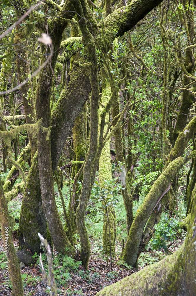 lush forest of the Gomera lush forest of the Gomera