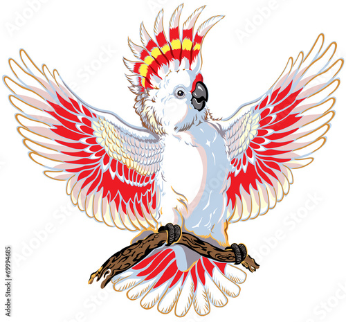 pink cockatoo