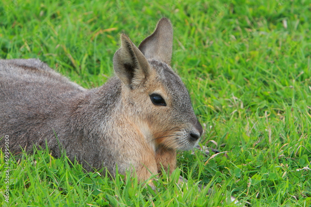 Obraz premium Patagonian mara
