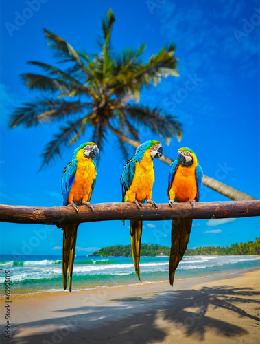Blue-and-Yellow Macaw Ara ararauna parrots