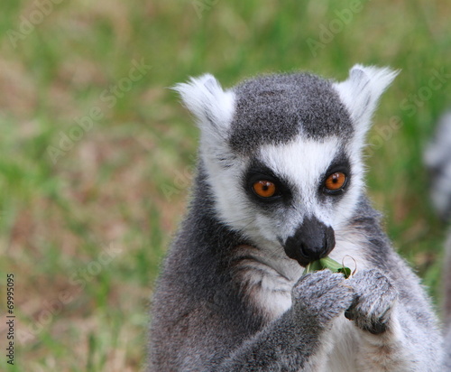 ring tailed lemur © Alison Bowden