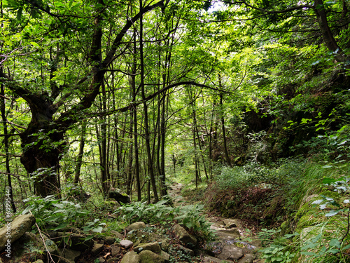 Road less travelled  traveled - path through lush green woods.